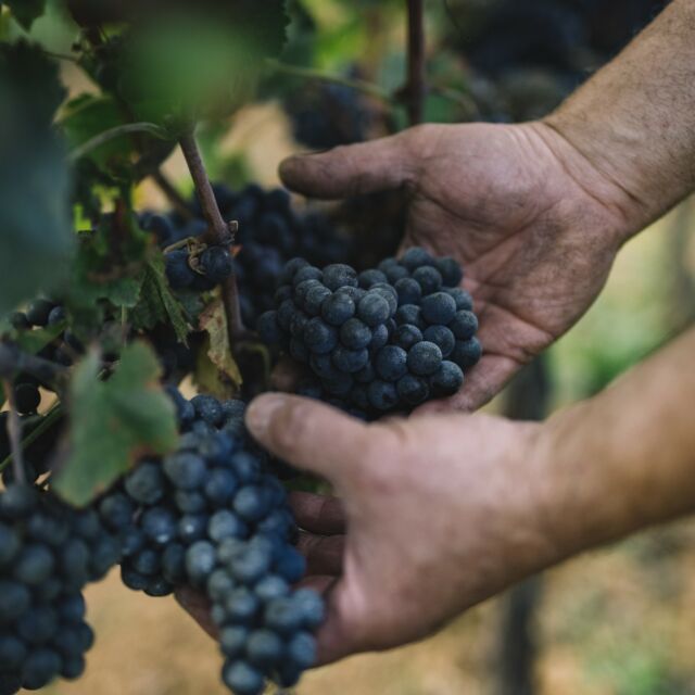 Cette année la vigne a beaucoup souffert en raison du mildiou. Elle aura donné son maximum pour nous proposer quelques belles grappes.🍇🍇

This year the vines suffered a lot from mildew. The vine has given everything to offer us beautiful grapes.. 🍇🍇

#pierresdevin #chateaudubernat #winelover #bio #organic #vindebordeaux #bordeauxwine #redwine #whitewine #frenchwine #bordeaux #wine #wineproducer #winetime #vinblanc #vinrouge